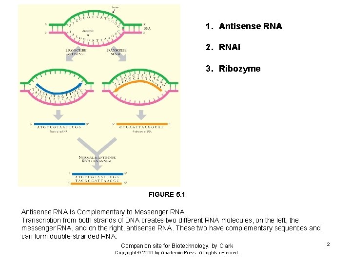 1. Antisense RNA 2. RNAi 3. Ribozyme FIGURE 5. 1 Antisense RNA Is Complementary