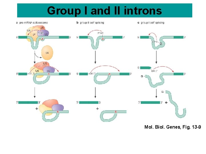 Group I and II introns Mol. Biol. Genes, Fig. 13 -9 