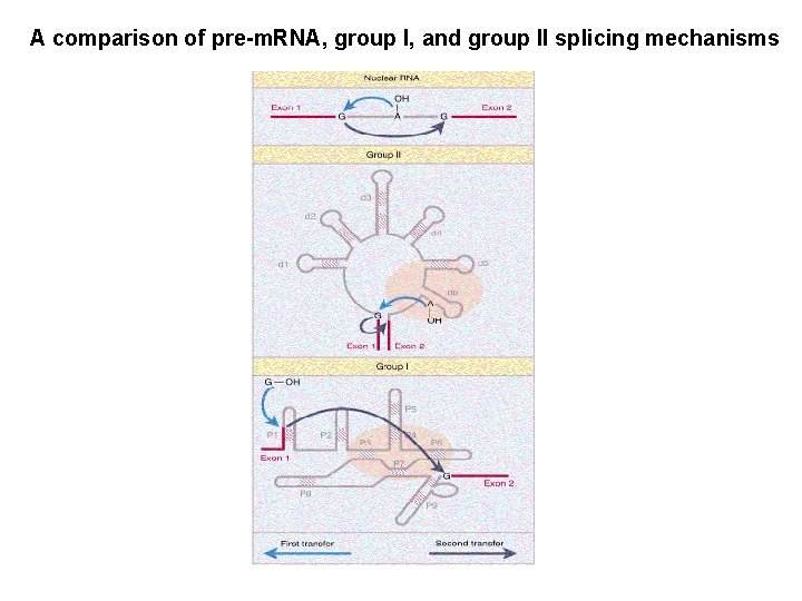 A comparison of pre-m. RNA, group I, and group II splicing mechanisms 