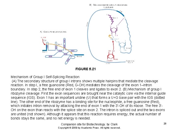FIGURE 5. 21 Mechanism of Group I Self-Splicing Reaction (A) The secondary structure of