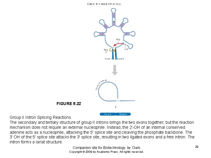 FIGURE 5. 22 Group II Intron Splicing Reactions The secondary and tertiary structure of