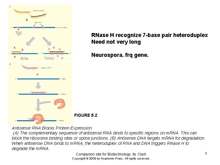 RNase H recognize 7 -base pair heteroduplex Need not very long Neurospora. frq gene.