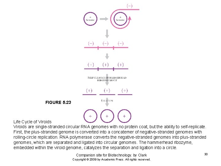 FIGURE 5. 23 Life Cycle of Viroids are single-stranded circular RNA genomes with no