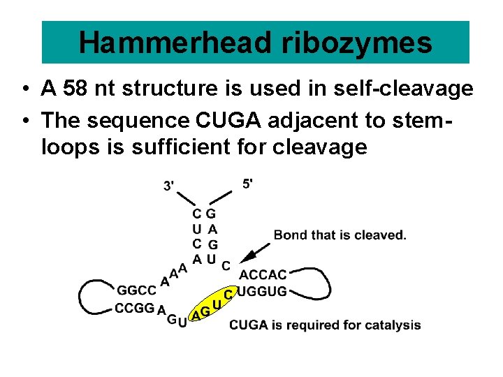 Hammerhead ribozymes • A 58 nt structure is used in self-cleavage • The sequence