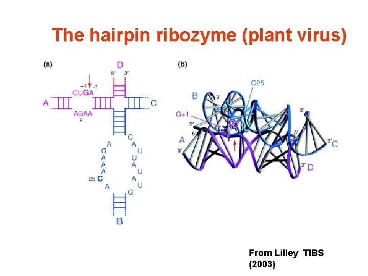 The hairpin ribozyme (plant virus) From Lilley TIBS (2003) 