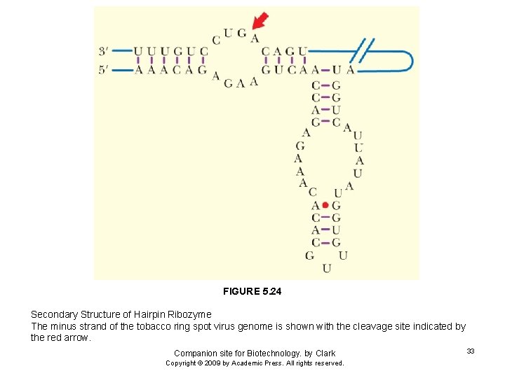 FIGURE 5. 24 Secondary Structure of Hairpin Ribozyme The minus strand of the tobacco