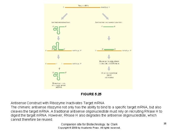 FIGURE 5. 25 Antisense Construct with Ribozyme Inactivates Target m. RNA The chimeric antisense
