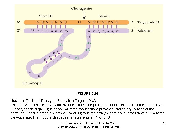 FIGURE 5. 26 Nuclease Resistant Ribozyme Bound to a Target m. RNA The ribozyme