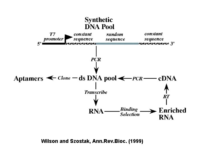 Wilson and Szostak, Ann. Rev. Bioc. (1999) 