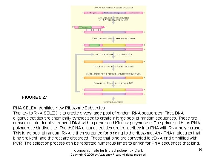FIGURE 5. 27 RNA SELEX Identifies New Ribozyme Substrates The key to RNA SELEX