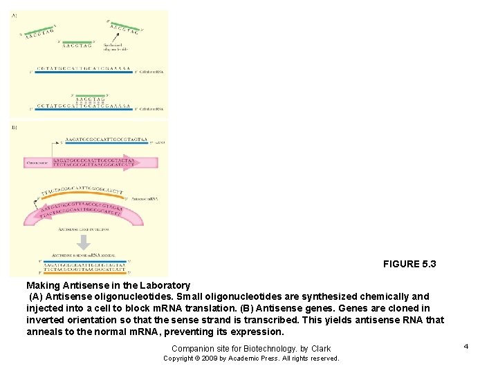 FIGURE 5. 3 Making Antisense in the Laboratory (A) Antisense oligonucleotides. Small oligonucleotides are