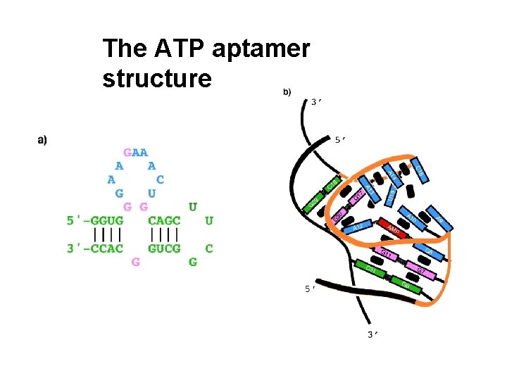 The ATP aptamer structure 