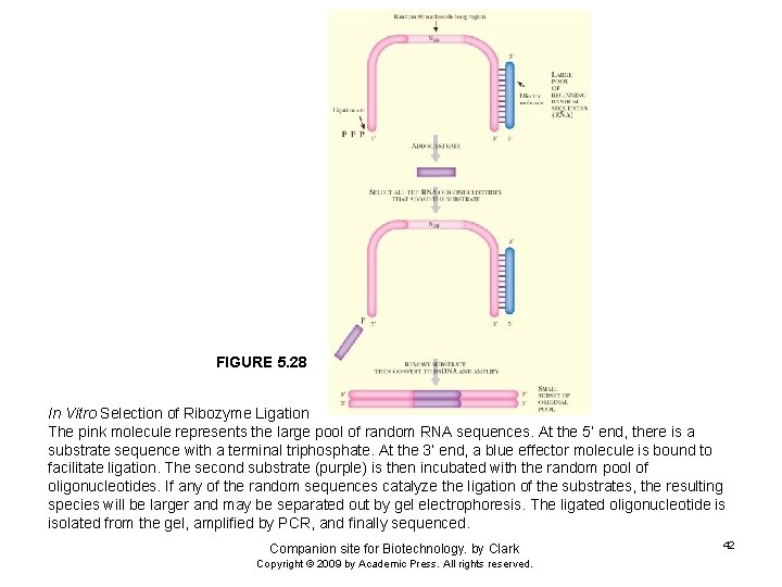 FIGURE 5. 28 In Vitro Selection of Ribozyme Ligation The pink molecule represents the