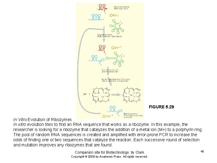 FIGURE 5. 29 In Vitro Evolution of Ribozymes In vitro evolution tries to find