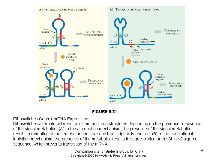 FIGURE 5. 31 Riboswitches Control m. RNA Expression Riboswitches alternate between two stem and