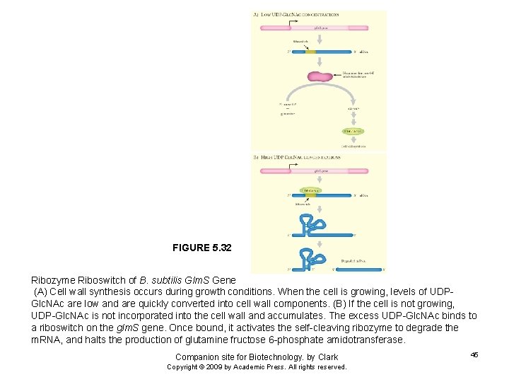 FIGURE 5. 32 Ribozyme Riboswitch of B. subtilis Glm. S Gene (A) Cell wall