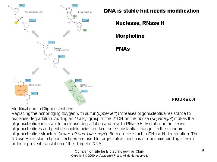 DNA is stable but needs modification Nuclease, RNase H Morpholino PNAs FIGURE 5. 4