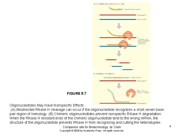 FIGURE 5. 7 Oligonucleotides May Have Nonspecific Effects (A) Misdirected RNase H cleavage can