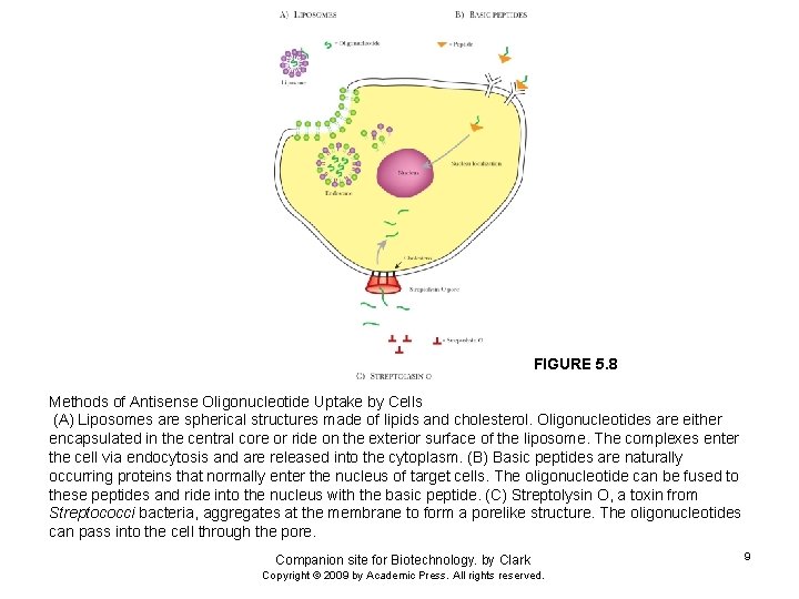FIGURE 5. 8 Methods of Antisense Oligonucleotide Uptake by Cells (A) Liposomes are spherical