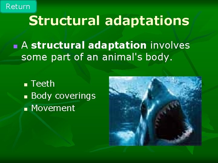 Return Structural adaptations n A structural adaptation involves some part of an animal's body.