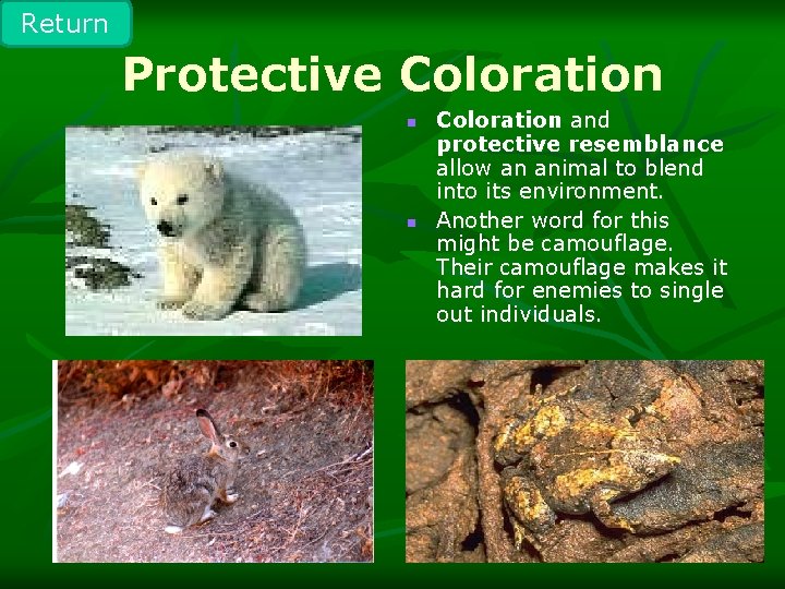 Return Protective Coloration n n Coloration and protective resemblance allow an animal to blend