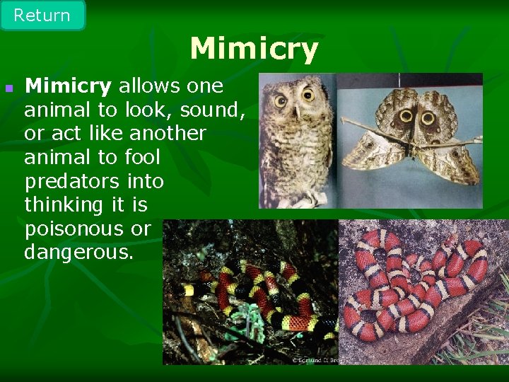 Return Mimicry allows one animal to look, sound, or act like another animal to