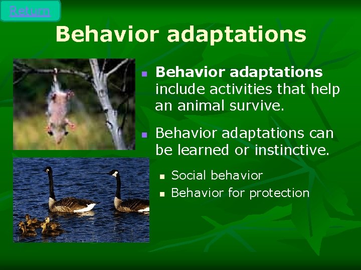 Return Behavior adaptations n n Behavior adaptations include activities that help an animal survive.