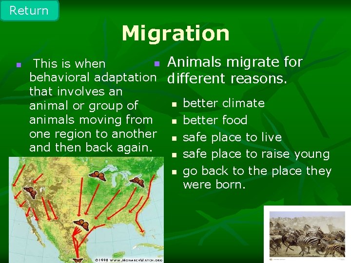 Return Migration n n Animals migrate for This is when behavioral adaptation different reasons.