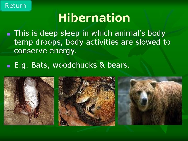 Return Hibernation n n This is deep sleep in which animal’s body temp droops,