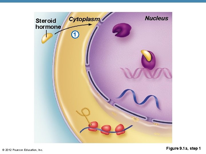 Steroid hormone Cytoplasm Nucleus 1 © 2012 Pearson Education, Inc. Figure 9. 1 a,