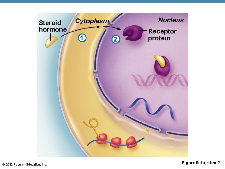 Steroid hormone 1 © 2012 Pearson Education, Inc. Nucleus Cytoplasm 2 Receptor protein Figure