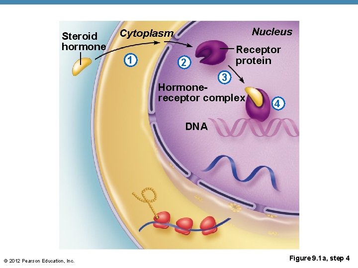 Steroid hormone Nucleus Cytoplasm 1 Receptor protein 2 3 Hormonereceptor complex 4 DNA ©