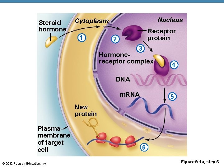 Steroid hormone Nucleus Cytoplasm 1 Receptor protein 2 3 Hormonereceptor complex 4 DNA m.