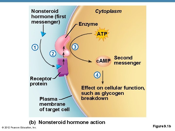 Nonsteroid hormone (first messenger) Cytoplasm Enzyme ATP 3 1 2 Receptor protein Plasma membrane