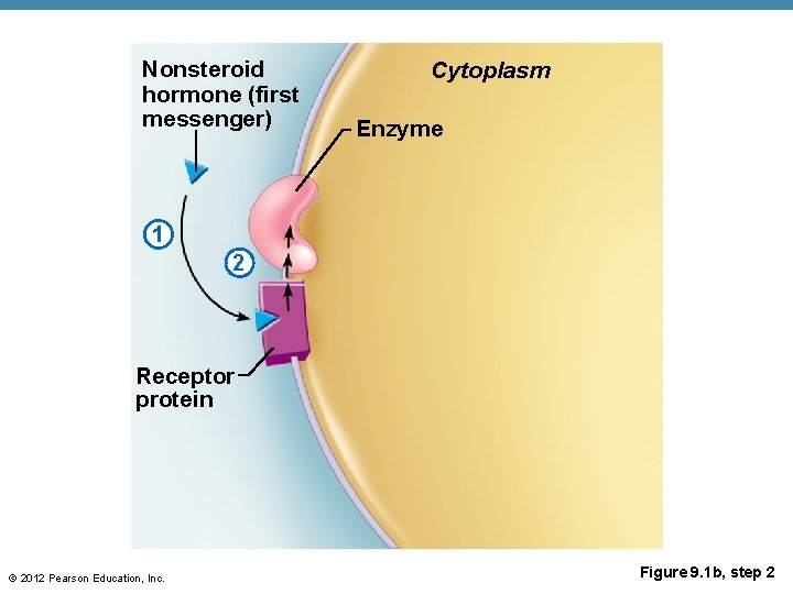 Nonsteroid hormone (first messenger) Cytoplasm Enzyme 1 2 Receptor protein © 2012 Pearson Education,