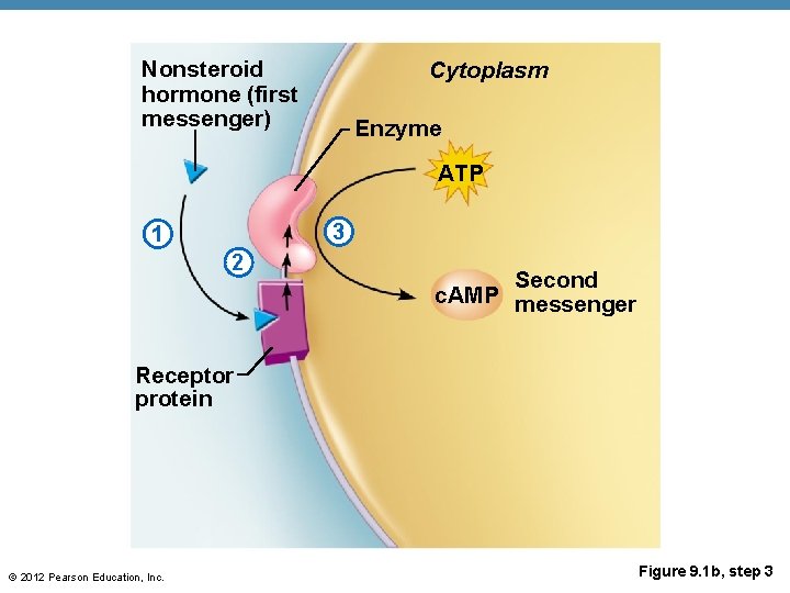 Nonsteroid hormone (first messenger) Cytoplasm Enzyme ATP 3 1 2 Second c. AMP messenger