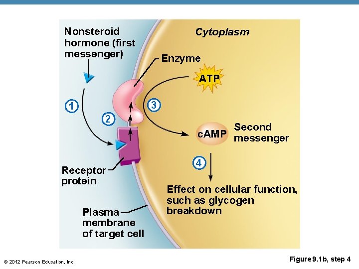 Nonsteroid hormone (first messenger) Cytoplasm Enzyme ATP 3 1 2 Receptor protein Plasma membrane