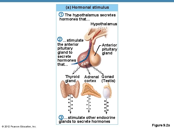 (a) Hormonal stimulus 1 The hypothalamus secretes hormones that… Hypothalamus 2 …stimulate the anterior