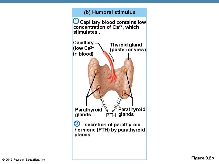 (b) Humoral stimulus 1 Capillary blood contains low concentration of Ca 2+, which stimulates…