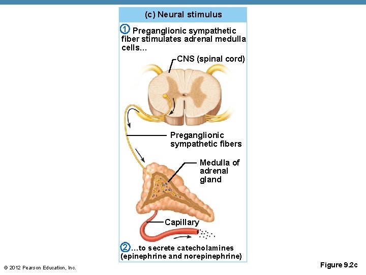 (c) Neural stimulus 1 Preganglionic sympathetic fiber stimulates adrenal medulla cells… CNS (spinal cord)