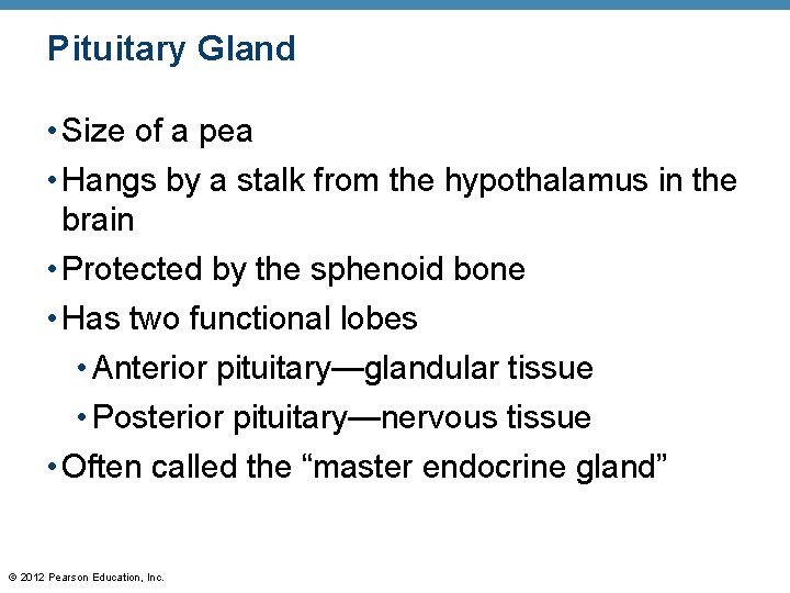 Pituitary Gland • Size of a pea • Hangs by a stalk from the