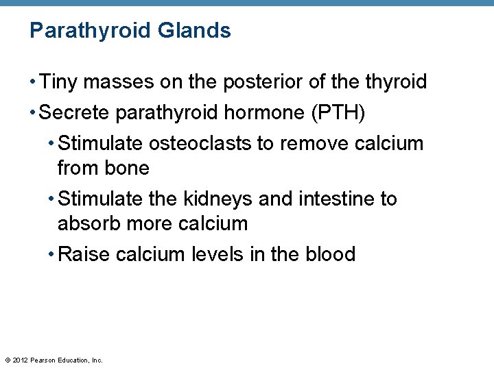 Parathyroid Glands • Tiny masses on the posterior of the thyroid • Secrete parathyroid