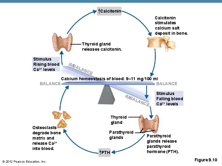 Calcitonin stimulates calcium salt deposit in bone. Thyroid gland releases calcitonin. Stimulus Rising blood