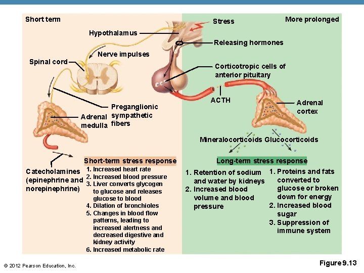 Short term Stress More prolonged Hypothalamus Releasing hormones Spinal cord Nerve impulses Corticotropic cells