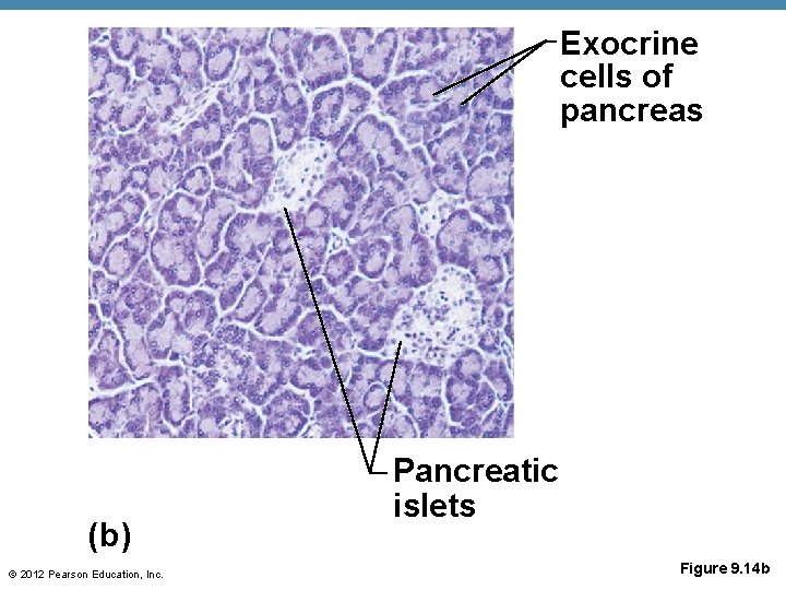 Exocrine cells of pancreas (b) © 2012 Pearson Education, Inc. Pancreatic islets Figure 9.