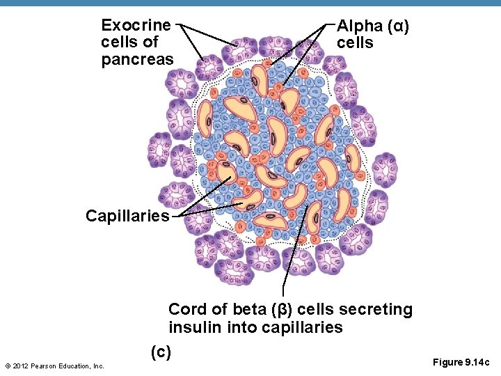 Exocrine cells of pancreas Alpha (α) cells Capillaries Cord of beta (β) cells secreting
