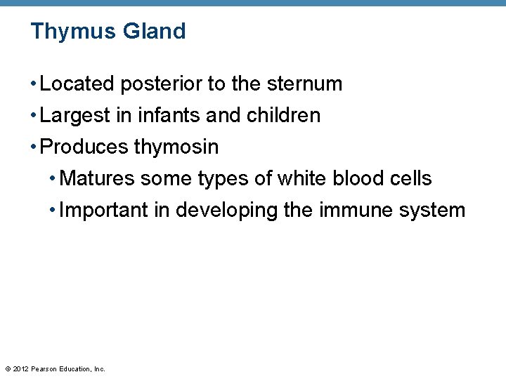 Thymus Gland • Located posterior to the sternum • Largest in infants and children