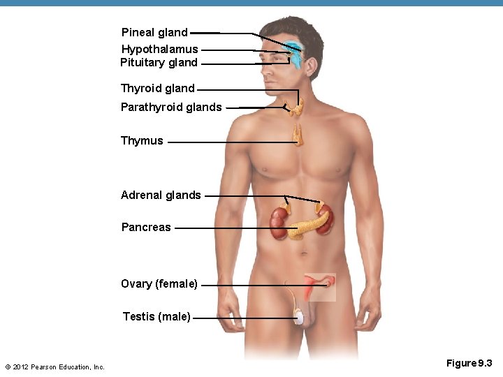 Pineal gland Hypothalamus Pituitary gland Thyroid gland Parathyroid glands Thymus Adrenal glands Pancreas Ovary