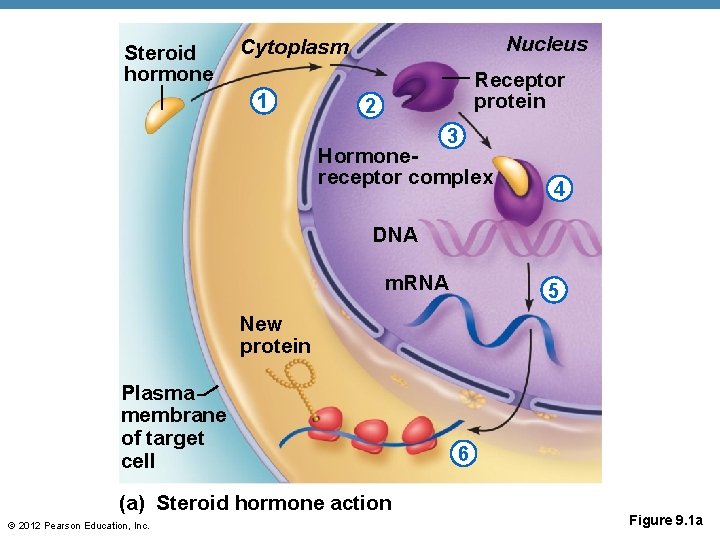 Steroid hormone Nucleus Cytoplasm 1 Receptor protein 2 3 Hormonereceptor complex 4 DNA m.