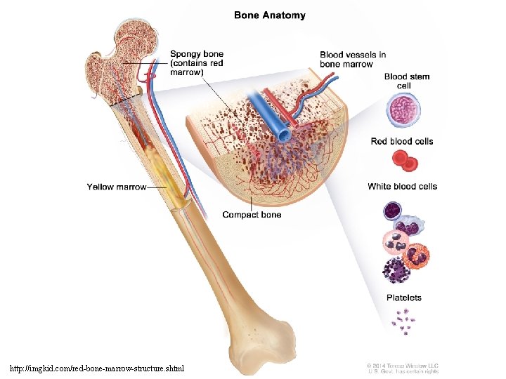 http: //imgkid. com/red-bone-marrow-structure. shtml 